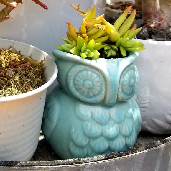 None Other - Crussula Capitella